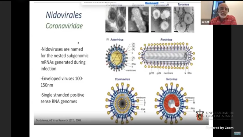 Captura de pantalla de una videollamada en la que se lee "Nidovirales Coronaviridae".