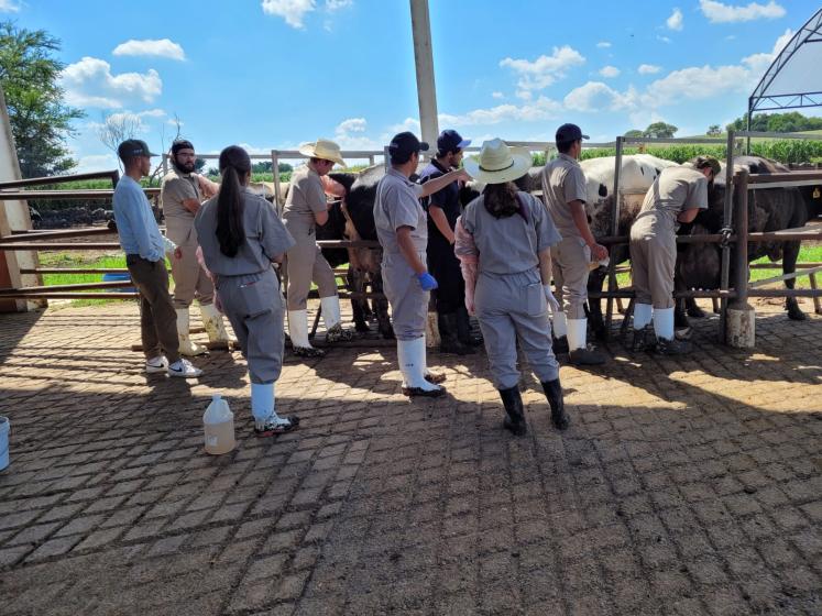 inseminación bovinos