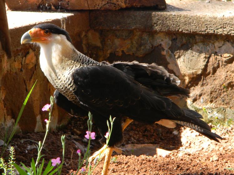 Pajarito