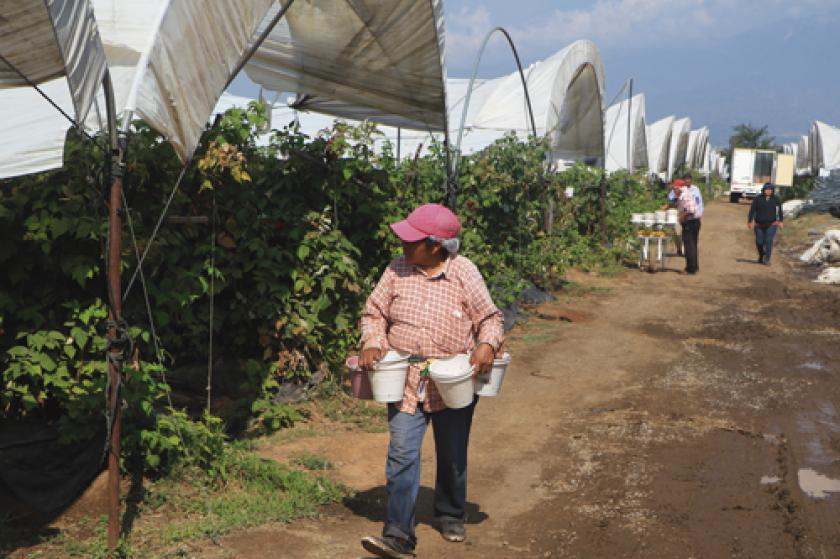 Jornaleros agrícolas.