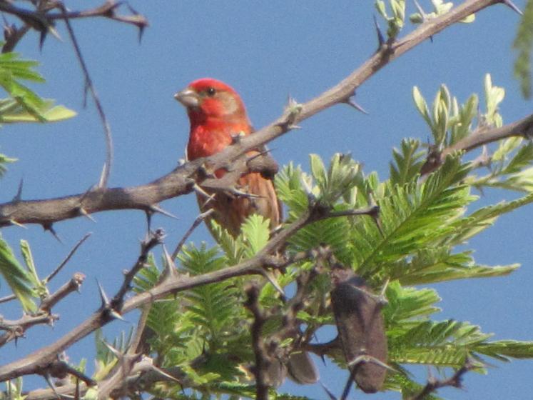 Pajarito