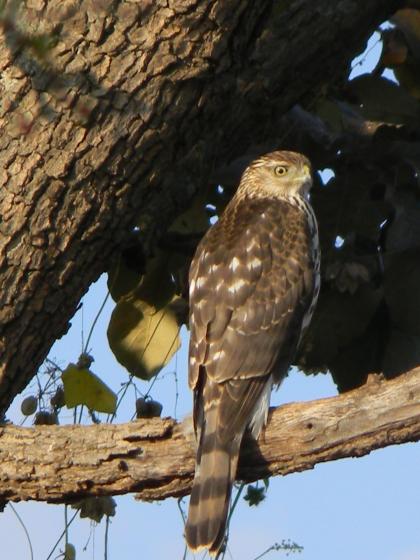 Pajarito