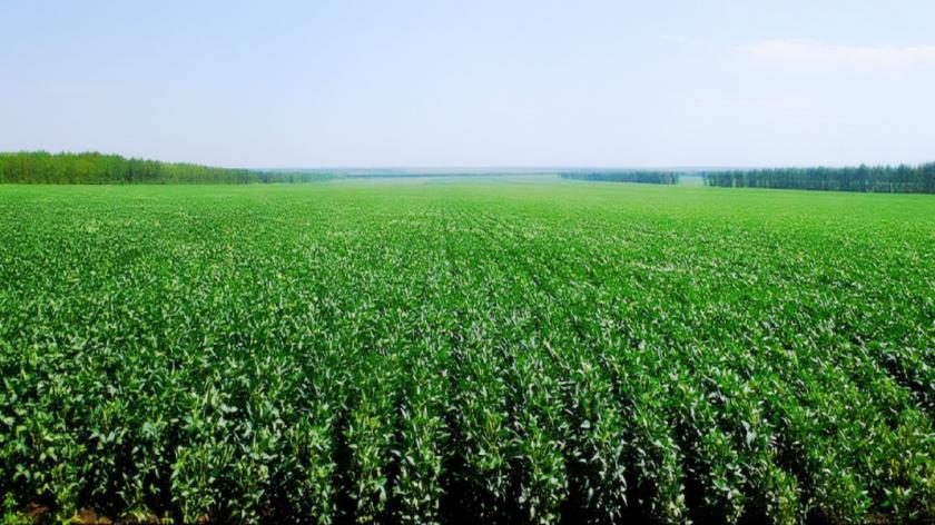 Milpa