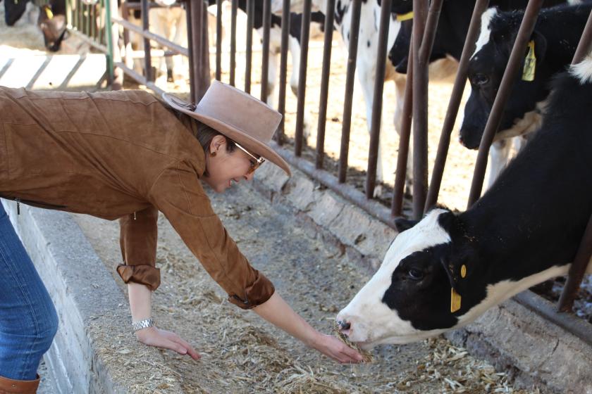 Autoridad CUAltos alimentando una vaca.