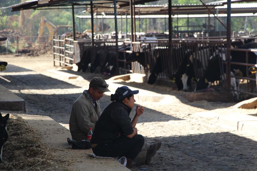 Dos personas sentadas, frente a ellos hay vacas.