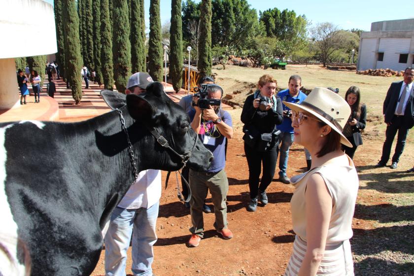 Autoridad de CUAltos viendo retadoramente a una vaca.