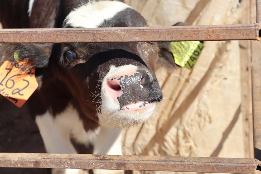 Escuela nacional de lechería sustentable