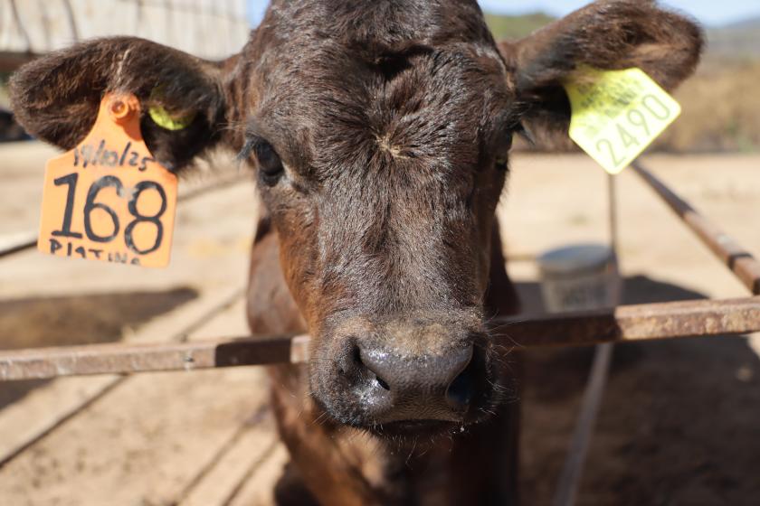 Escuela nacional de lechería sustentable