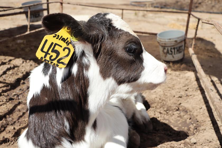 Escuela nacional de lechería sustentable