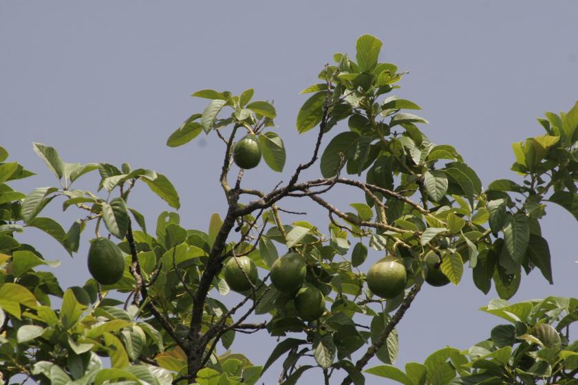 Árbol de aguacates. Foto: Gustavo Alfonzo