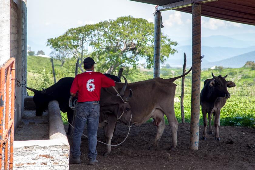 Monitorean académicos salud de las vacas a través de inteligencia de datos para reducir ingesta de antibióticos