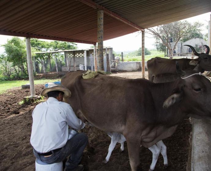 diplomado de ensilaje para mejorar la producción lechera