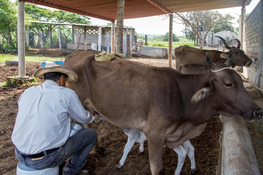 Monitorean académicos salud de las vacas a través de inteligencia de datos para reducir ingesta de antibióticos