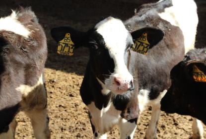 Vacas.